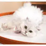 Smart Cat Toys Automatic Rolling Ball