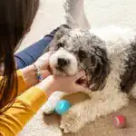 Smart Cat Toys Automatic Rolling Ball