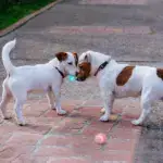 Smart Cat Toys Automatic Rolling Ball