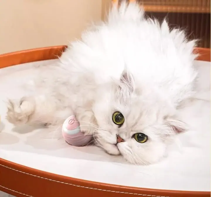 Interactive Cat Toy
